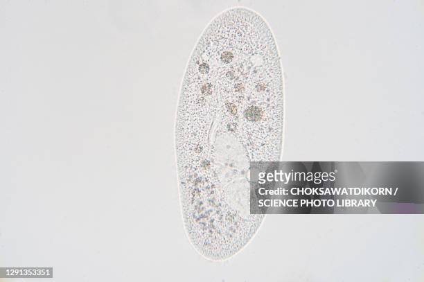 paramecium, light micrograph - paramecium stockfoto's en -beelden
