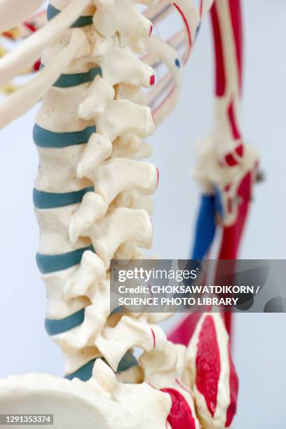 Back Bone Model Back Bone Model Photos and Premium High Res Pictures - Getty Images