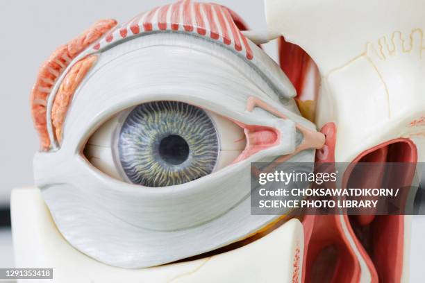 241 Eye Model Anatomy Stock Photos, High-Res Pictures, and Images ...