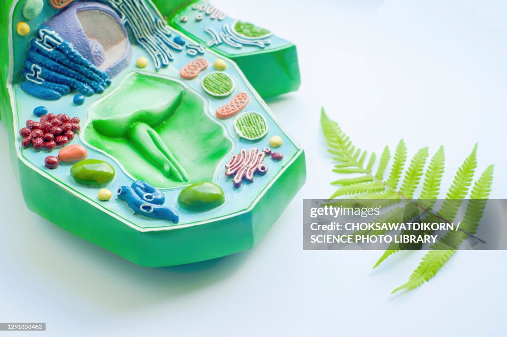 Plant cell model