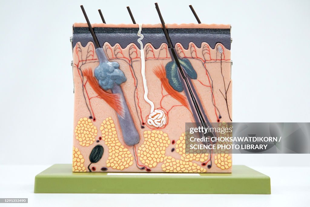 Human skin model