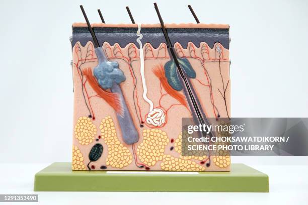 human skin model - human gland stock pictures, royalty-free photos & images