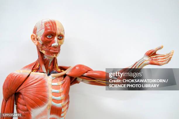 human anatomy model - muscle anatomy stock pictures, royalty-free photos & images