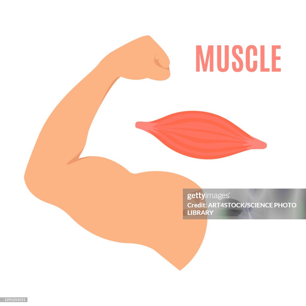 Muscle, illustration