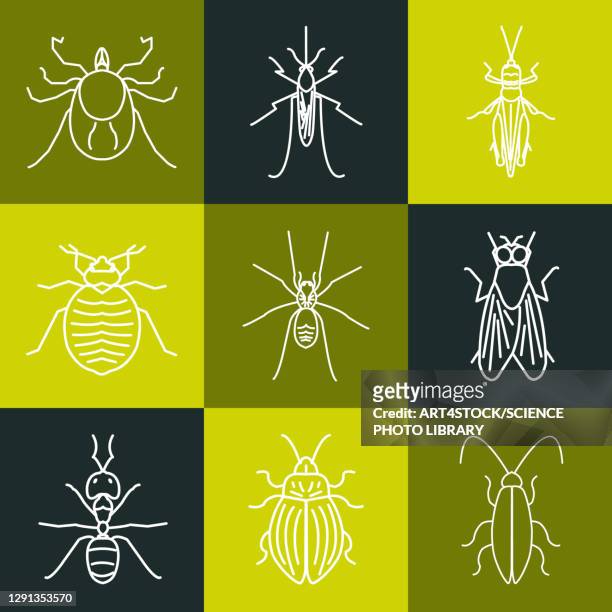 illustrations, cliparts, dessins animés et icônes de common pests, conceptual illustration - animaux nuisibles