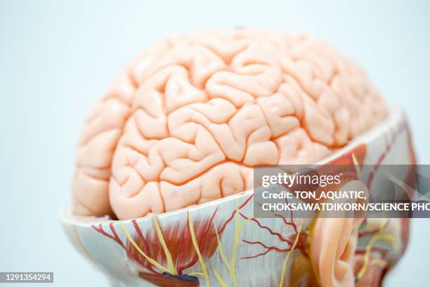 Brain Layers Model 722 Brain Anatomy Model Stock Photos, High-Res Pictures, and Images ...