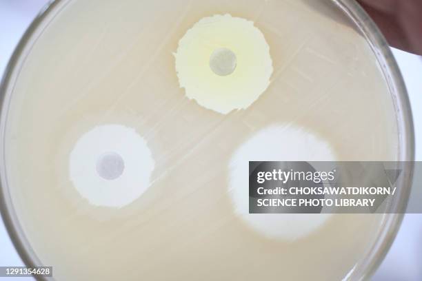 Antibiogram Boxes 19 Antibiogram Stock Photos, High-Res Pictures, and Images - Getty Images