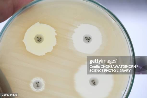 Antibiogram Boxes 19 Antibiogram Stock Photos, High-Res Pictures, and Images - Getty Images