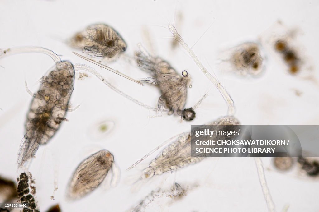 Copepods, light micrograph