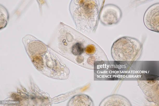 marine plankton, light micrograph - phytoplankton stock pictures, royalty-free photos & images