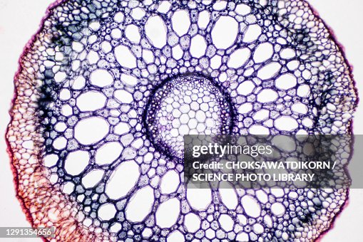 Plant root, light micrograph Plant root, light micrograph
