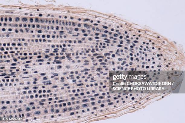 mitosis, light micrograph - photomicrograph root tip stock pictures, royalty-free photos & images