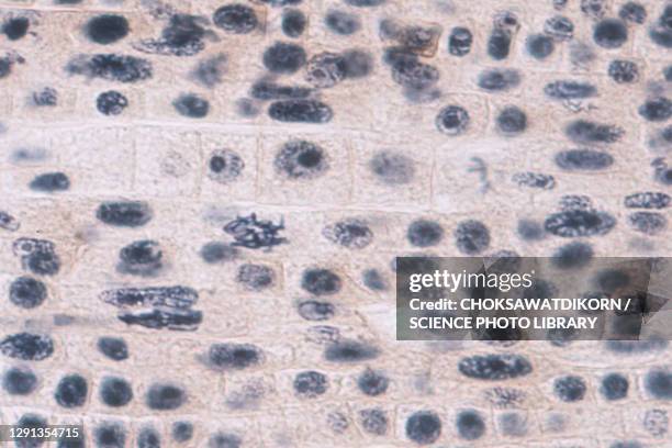 mitosis, light micrograph - photomicrograph root tip stock pictures, royalty-free photos & images