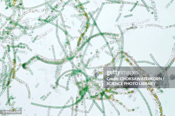 filamentous algae, light micrograph - phytoplankton stock pictures, royalty-free photos & images