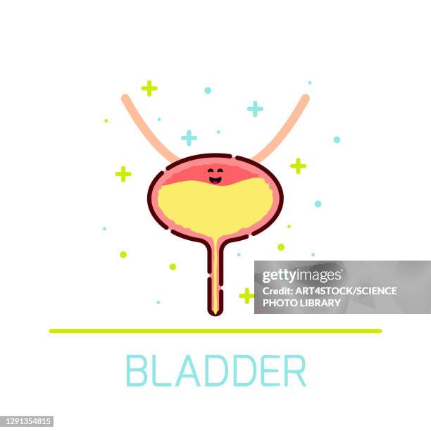 healthy bladder, conceptual illustration - bladder点のイラスト素材／クリップアート素材／マンガ素材／アイコン素材