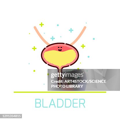 Bladder Visual Healthy Bladder Conceptual Illustration High-Res Vector Graphic - Getty ...