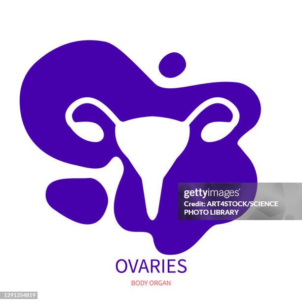 ilustraciones, imágenes clip art, dibujos animados e iconos de stock de female reproductive system, illustration - ovarios