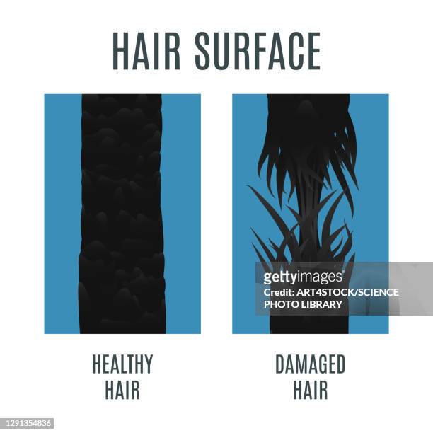 ilustraciones, imágenes clip art, dibujos animados e iconos de stock de healthy and damaged hair, illustration - human scalp
