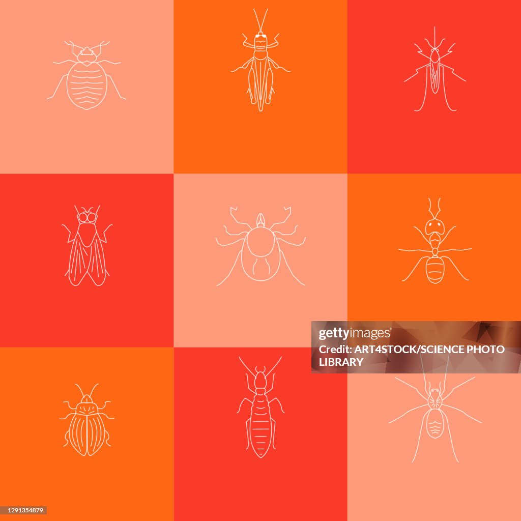 Pests, illustration