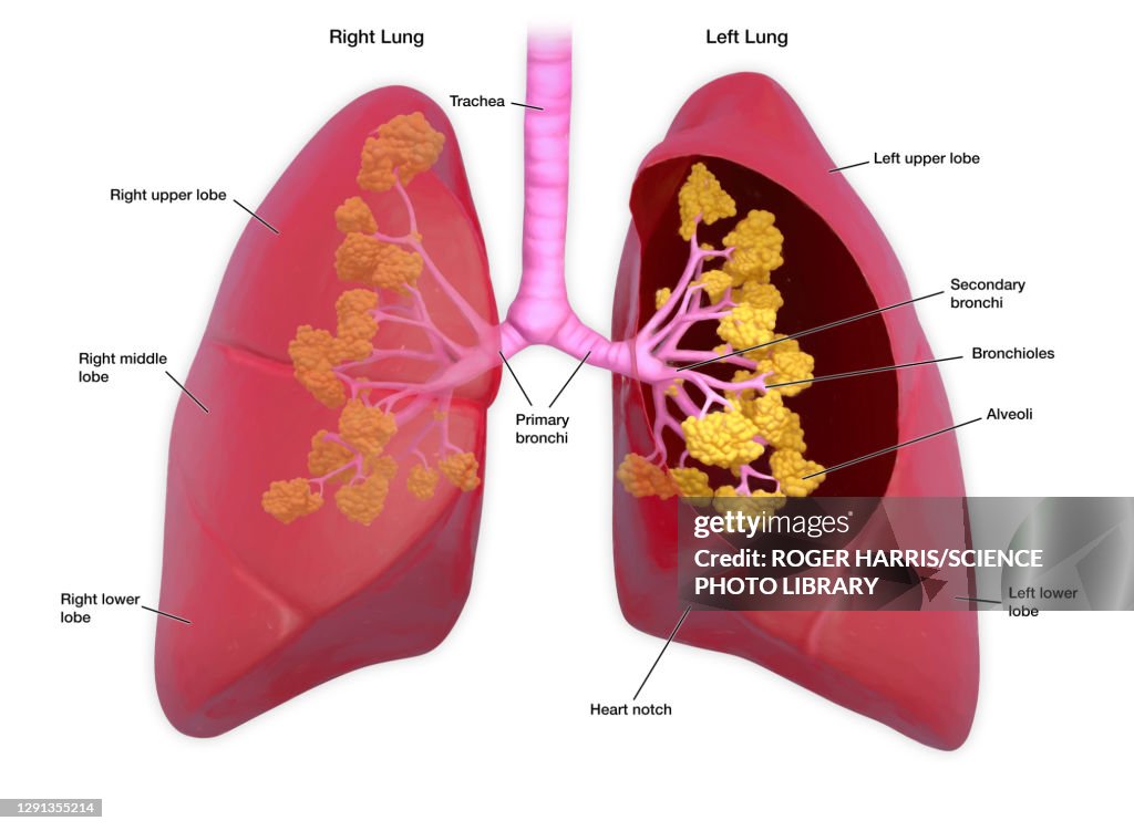 Lungs healthy, illustration