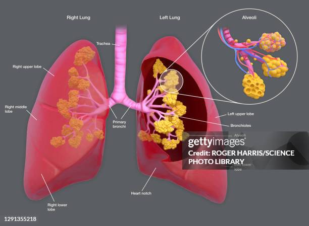 lungs with alveoli, illustration - lungenbläschen stock-grafiken, -clipart, -cartoons und -symbole