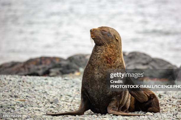 antarctic fur seal - antarctic fur seal stock pictures, royalty-free photos & images