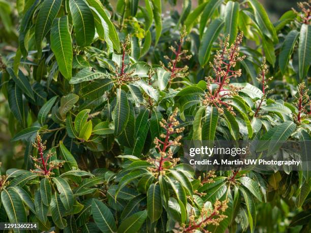 Ango Tree Mango Tree Leaves Photos and Premium High Res Pictures - Getty Images