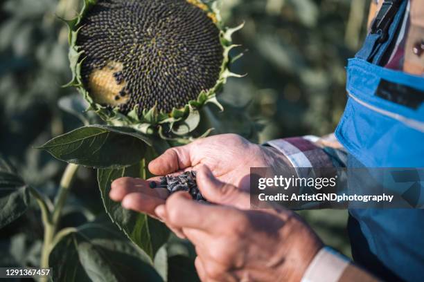 farmer examining growth quality of sunflowers seeds. - sunflower seed stock pictures, royalty-free photos & images