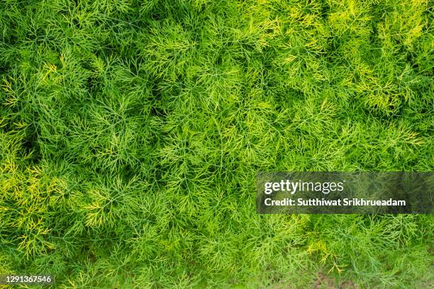 full frame shot of dill growing on field - dill stock pictures, royalty-free photos & images