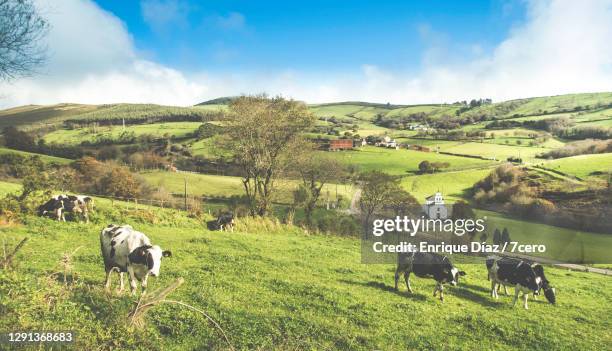 landscape in ne galicia - animal doméstico imagens e fotografias de stock