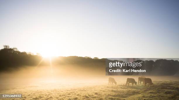 a sunrise view of cows in a misty field - stock photo - cold morning stockfoto's en -beelden