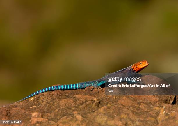 Side view of an Agama , Rift Valley Province, Lake Nakuru, Kenya on July 9, 2009 in Lake Nakuru, Kenya.