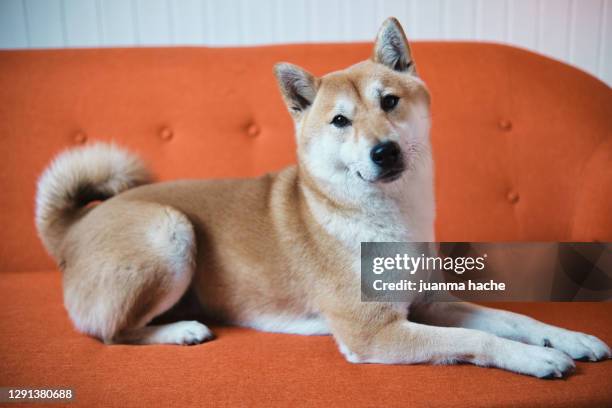 cute fluffy dog on cozy sofa - shiba inu fotografías e imágenes de stock