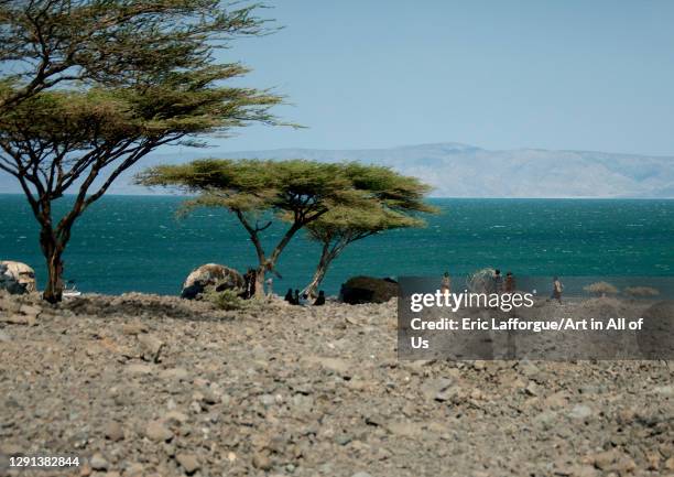 Turkana tribe huts standing under acacias, Rift Valley Province, Turkana lake, Kenya on July 16, 2009 in Turkana Lake, Kenya.