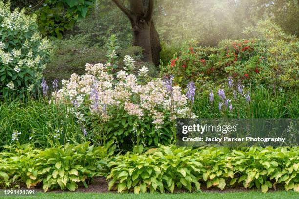 beautiful white hydrangea lacecap flowers planted with green hosta plants in and english summer garden - hosta foto e immagini stock