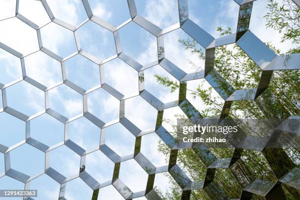 honeycomb and blue sky bamboo forest - alvéoles photos et images de collection