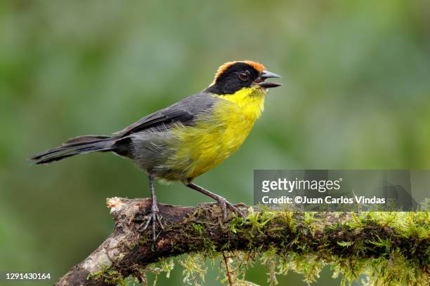 yellow-breasted brushfinch - yellow finch stock pictures, royalty-free photos & images