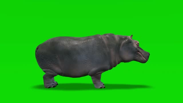 Hippo Running Videos and HD Footage - Getty Images
