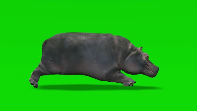Hippo Running Videos and HD Footage - Getty Images