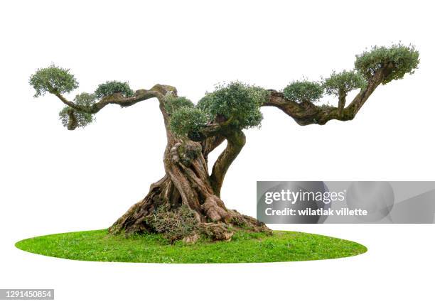 olive tree on a white background. - bonsai tree stock pictures, royalty-free photos & images