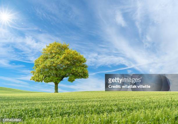 tree isolated on a green wheat field - single tree stock pictures, royalty-free photos & images