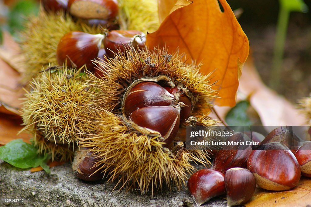 Chestnuts