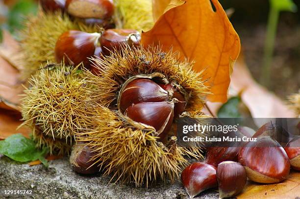 chestnuts - chestnut stock pictures, royalty-free photos & images