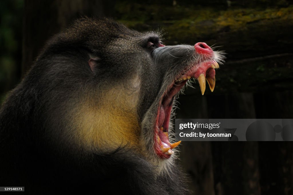 Mandrill