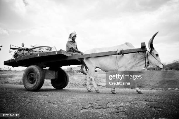 old man riding bullock cart - ochsenkarren stock-fotos und bilder