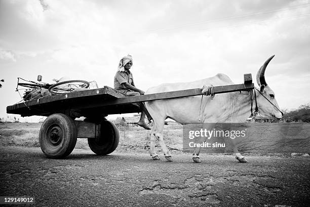 old man riding bullock cart - bull riding imagens e fotografias de stock