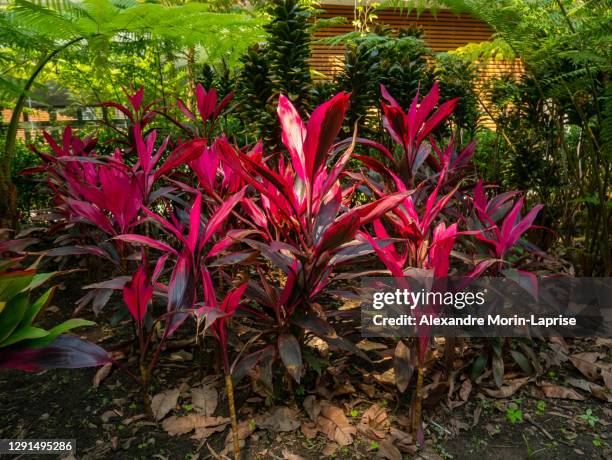 cordyline fruticosa, plant with pink and purple leaves under the shade of some trees in a large garden - cordyline stockfoto's en -beelden