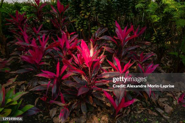 cordyline fruticosa, plant with pink and purple leaves under the shade of some trees in a large garden - cordyline stockfoto's en -beelden