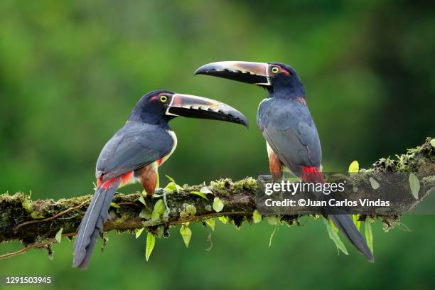 collared aracari - costa rica toucan stock pictures, royalty-free photos & images