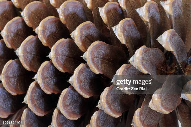 close up of a brown pine cone showing details in full frame - pinha pinha de conífera - fotografias e filmes do acervo